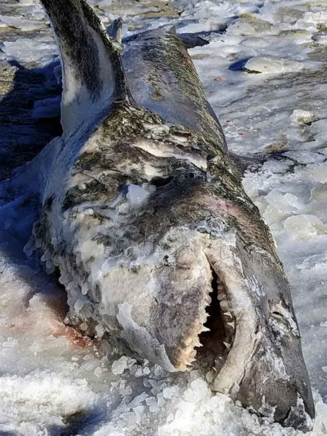 Dead, Frozen Shark Found